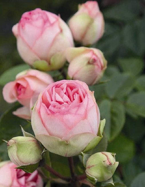 Роза флорибунда Чарминг Пиано 1 шт